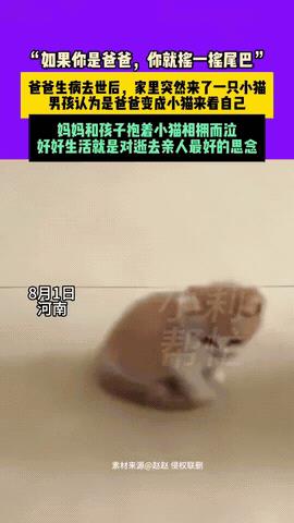 “看哭了！”河南，一女子家里来了一只小猫，可儿子却非说小猫是他爸爸，是爸爸变成小
