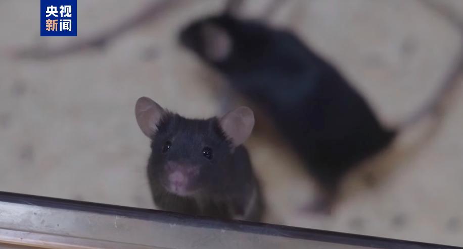 神舟二十一号【鼠鼠计划完成5到7天太空之旅】本次太空实验中,4只小鼠计划完成5