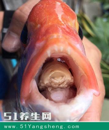 做鱼时发现不对劲, 仔细一看, 却被吓出冷汗!
