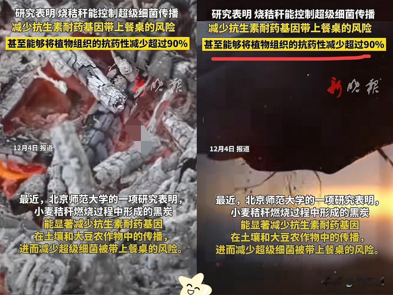 谁能想到？以前被追着罚的“秸秆焚烧”，如今竟成了对抗超级细菌的“隐藏大招”！