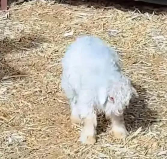 这只宁夏小羊彻底火了！集市上卖不出去的“戏精”，如今身价飙到30万，主人拒了天价