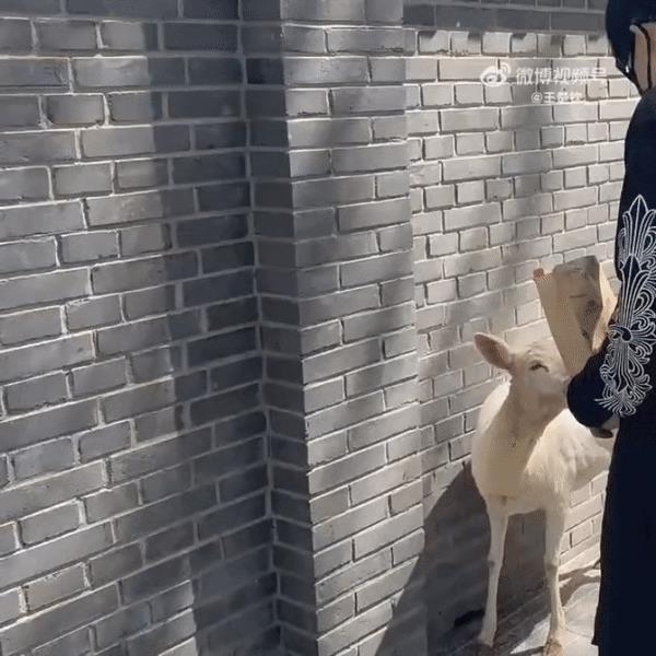 王楚钦刚刚分享了自己的生活，今天去动物园啦，把孩子高兴的一直呵呵呵笑，喂个