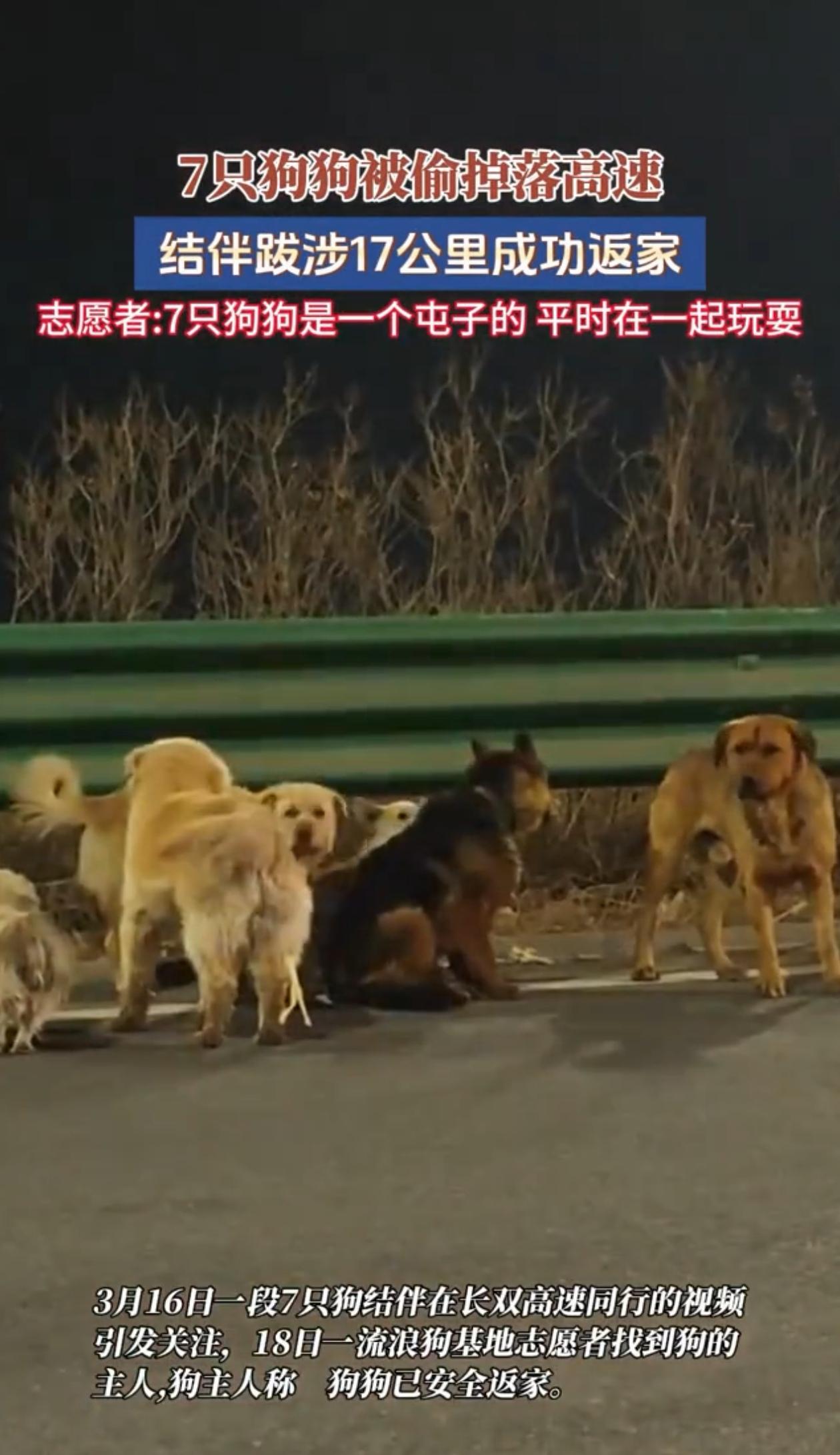 吉林长春，女子晚上回家，发现自己家狗丢了，她跟邻居一打听，结果邻居家狗也丢了，她