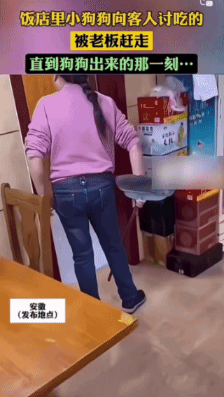 不愧是饭店养的狗，出来那一刻惊呆我了！