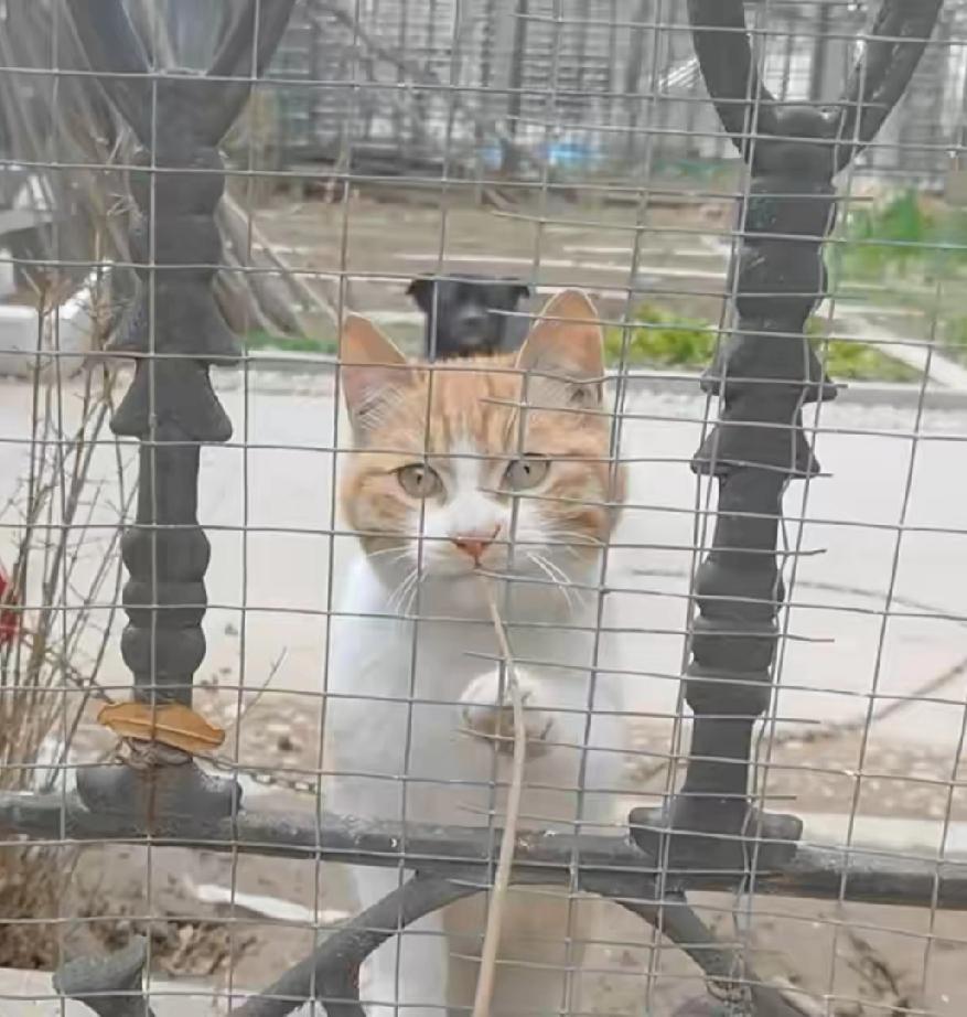 小黄被谁欺负了？海哥说，最近怎么没看见小黄？小黄是邻居家的小猫，一身黄毛，故称小