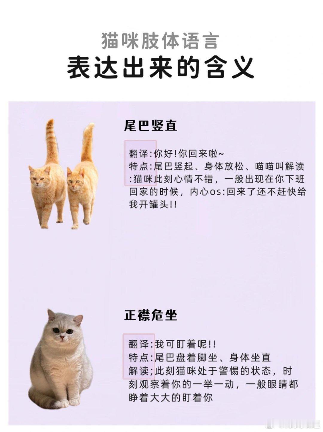猫咪肢体语言表达的含义原来猫咪的肢体语言表达了这么多的含义，养猫人都应一定要了解