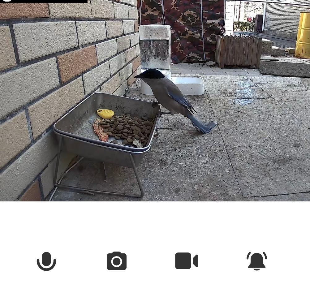 院子里经常有喜鹊、麻雀、刺猬、猫来偷吃狗粮冬天尤其是喜鹊和麻雀，非常多于是我就在