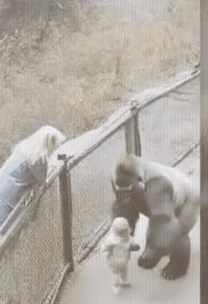 猩猩救娃动物园奇遇天呐！孩子掉进猩猩池，妈妈吓疯了！