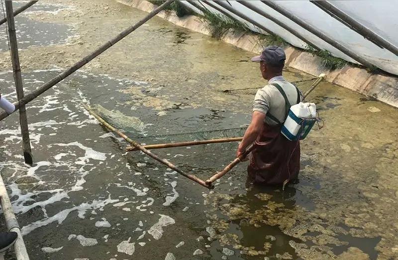 虾的价格里充满了各种端倪昨天逛超市，发现生鲜那边的虾子很有意思。基围虾大概28
