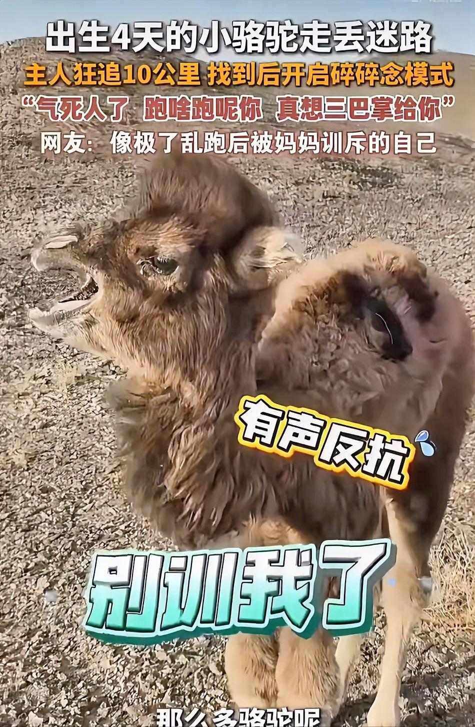 内蒙古一只刚出生4天的小骆驼，因为受到同伴排挤离家出走，主人找了一天走了10公里