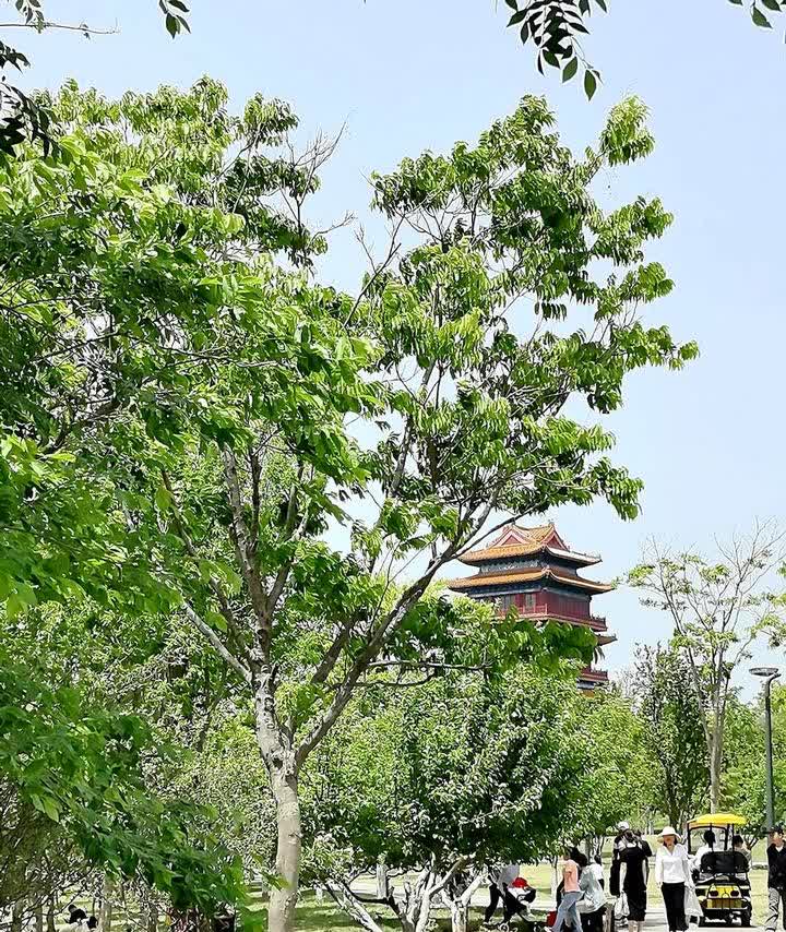 我感觉网上有人一直在误导教师们，有个现象特别有意思：总说女副高职称教师过了五十五