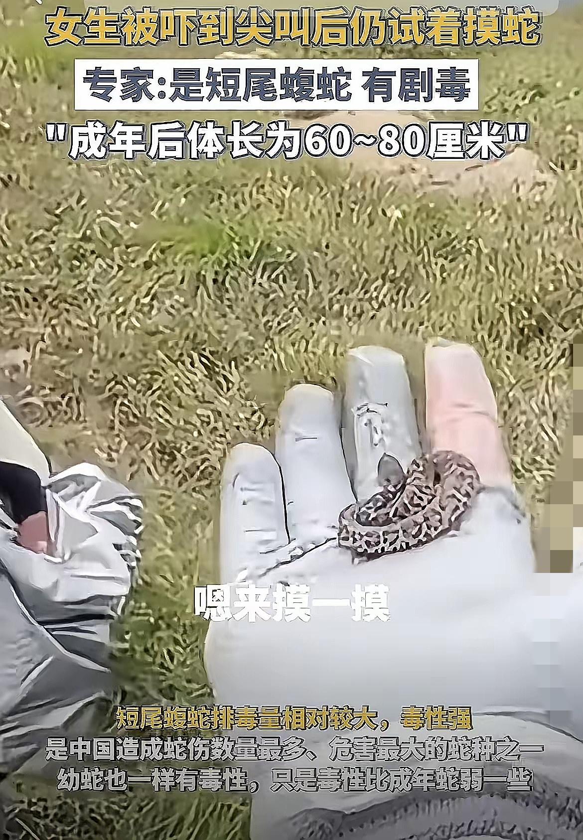 真是不作不会死！登山男子把路边“小蚯蚓”抓手里把玩，游客还凑上去摸，这哪是可