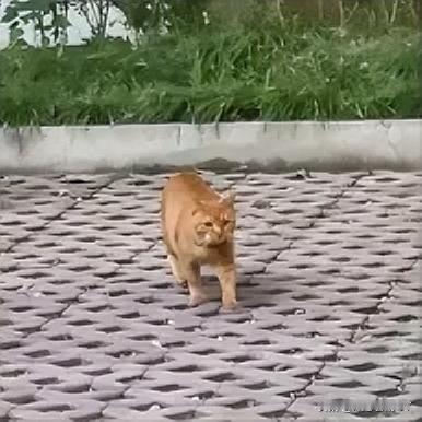 我收养的8只流浪猫的里，那只长着圆脑袋、圆胖脸的橘猫最令人怜惜。它一岁半，天