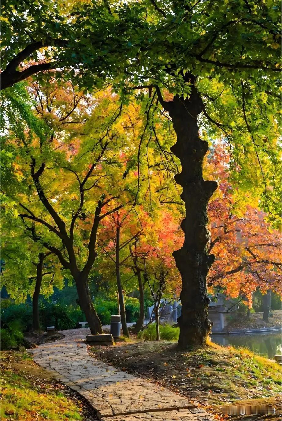 读不对九成，你的国语就不能称为优秀。1、羞赧（xiūnǎn）2、皂甙（z