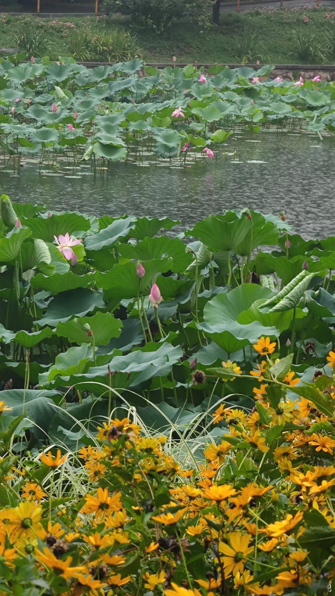雨中的北京紫竹院公园荷花摄影​​​