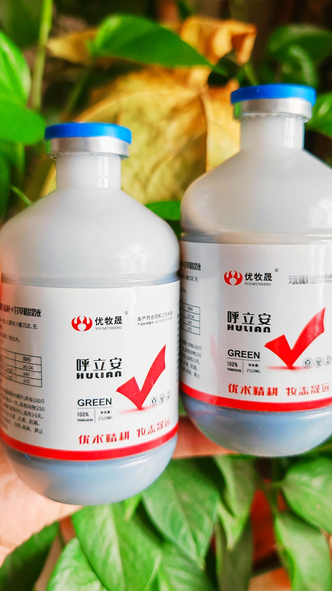 养牛羊农村养羊