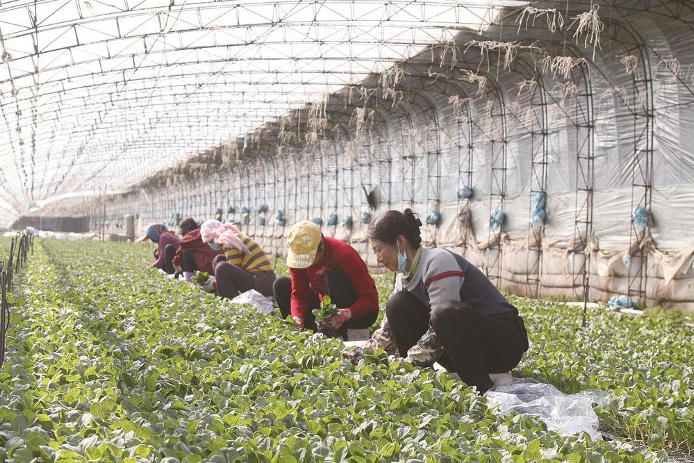 “订单育苗”育出富民新图景