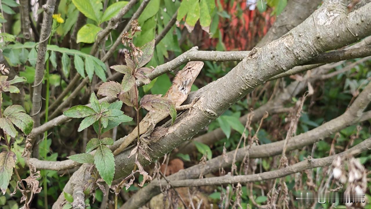 春回大地，各种小动物开始出来活动了！猪仔蛇还是蜥蜴？只要不发出大动作，走近它也不