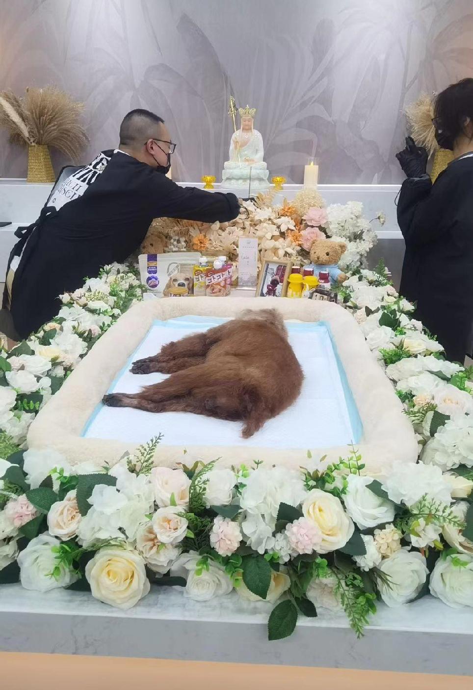 对于猫狗主人来说，殡葬时花再多的钱都是应该的！火化一只猫才8000元，竟然有