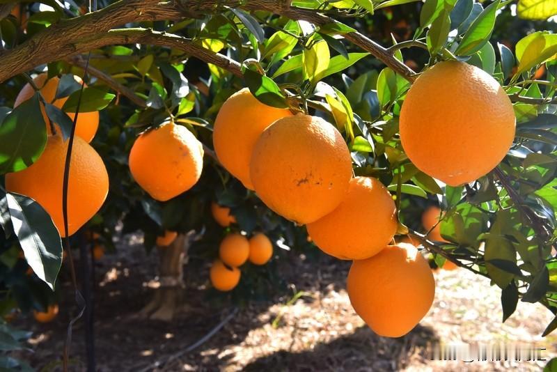 赣南脐橙受欢迎不是没道理。它是江西赣州特产，赣州可是全国最大脐橙主产区，种植面积