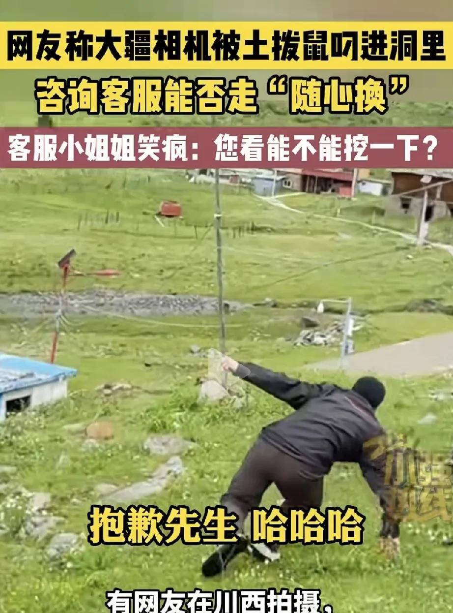 网友在新疆川西拍摄土拨鼠的时候，把大疆相机设备放在了土拨鼠洞口，没想到竟被一只土