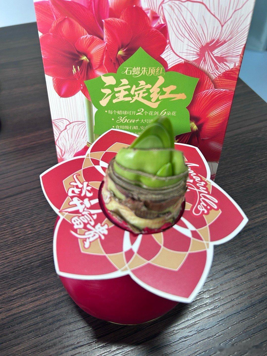2026.1.6收到一盆发发，朱顶红，注定红！说不用浇水不用晒太阳，静等花开，期