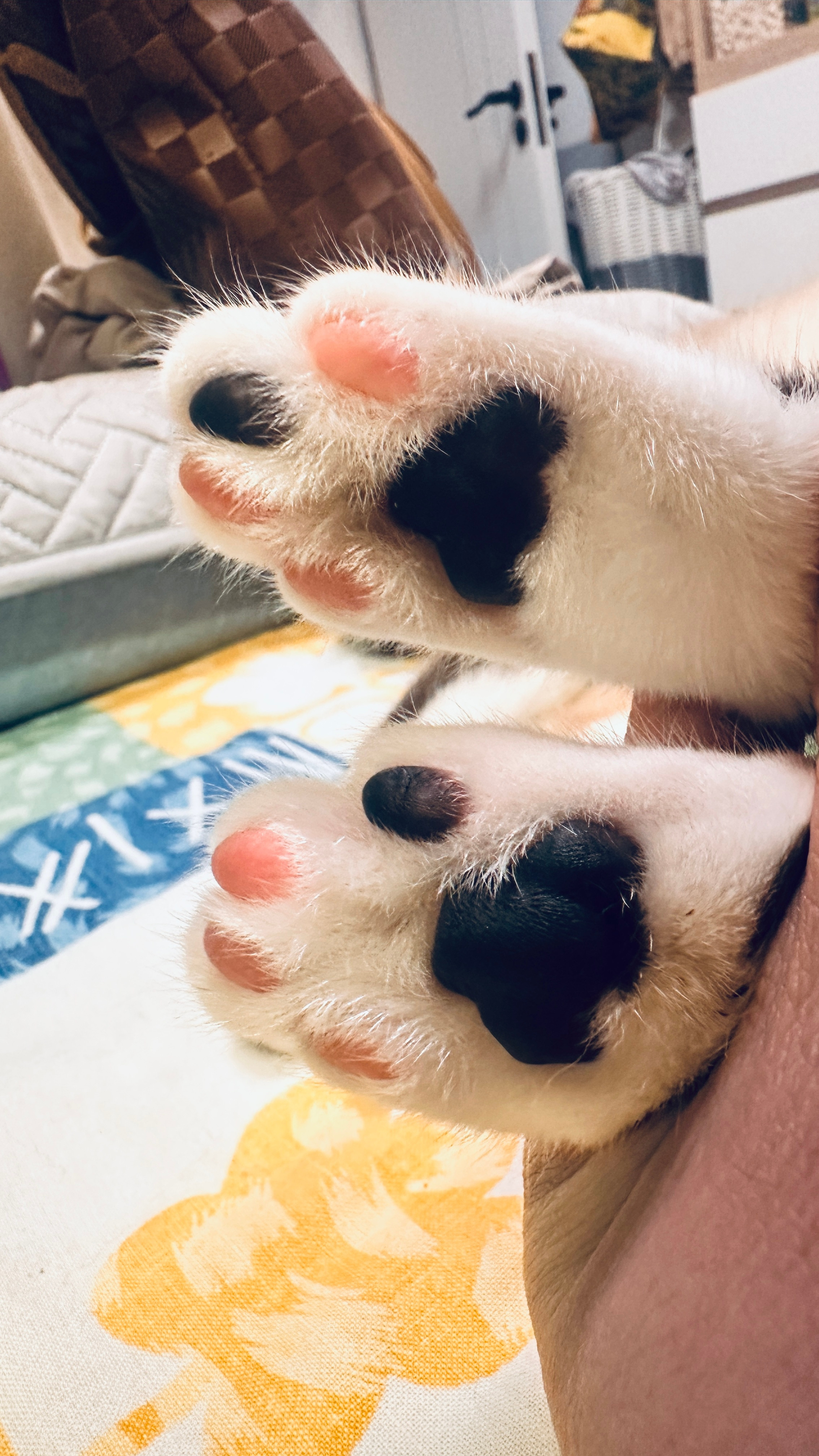 古人给猫咪起名字太雅了我家宝宝叫踏雪​​​