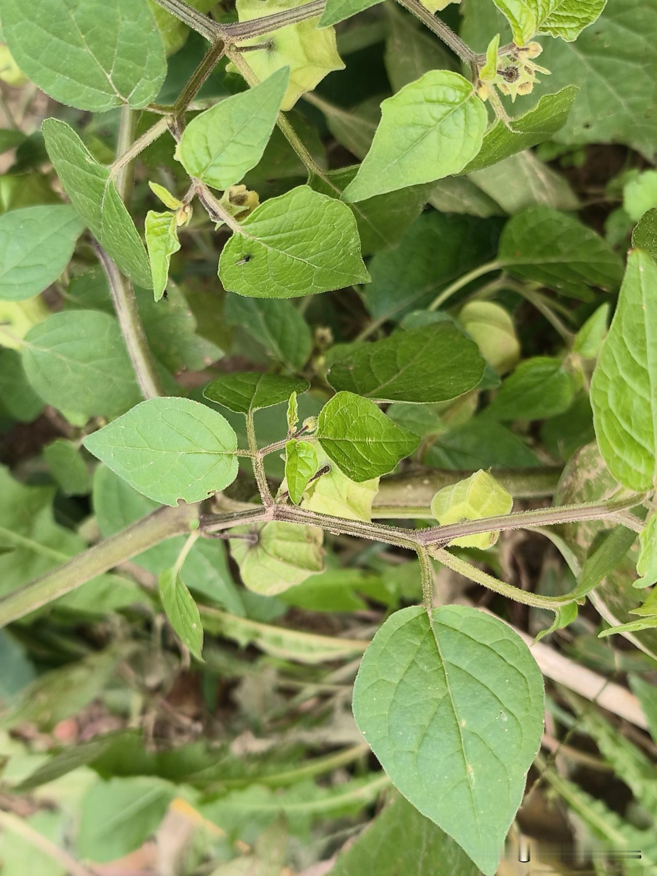 六十岁的奔波，在凌晨四点戛然而止一场车祸背后，是她们无处安放的晚年近日。成