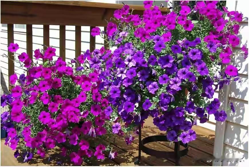 为什么农民喜欢转基因作物。刚开始研究的时候先发明的除草剂草甘膦，这是一种灭绝性