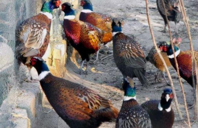 东北野鸡数量泛滥，为何很少有人吃？当地农民直言：别说吃了，我们压根不敢招惹它！