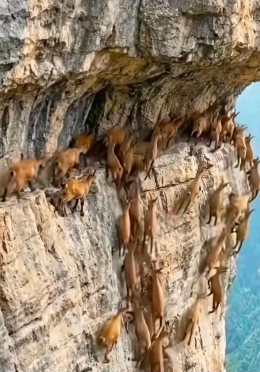 猛一看以为是一群猴子🐒，细一瞧是一群羊！​​​