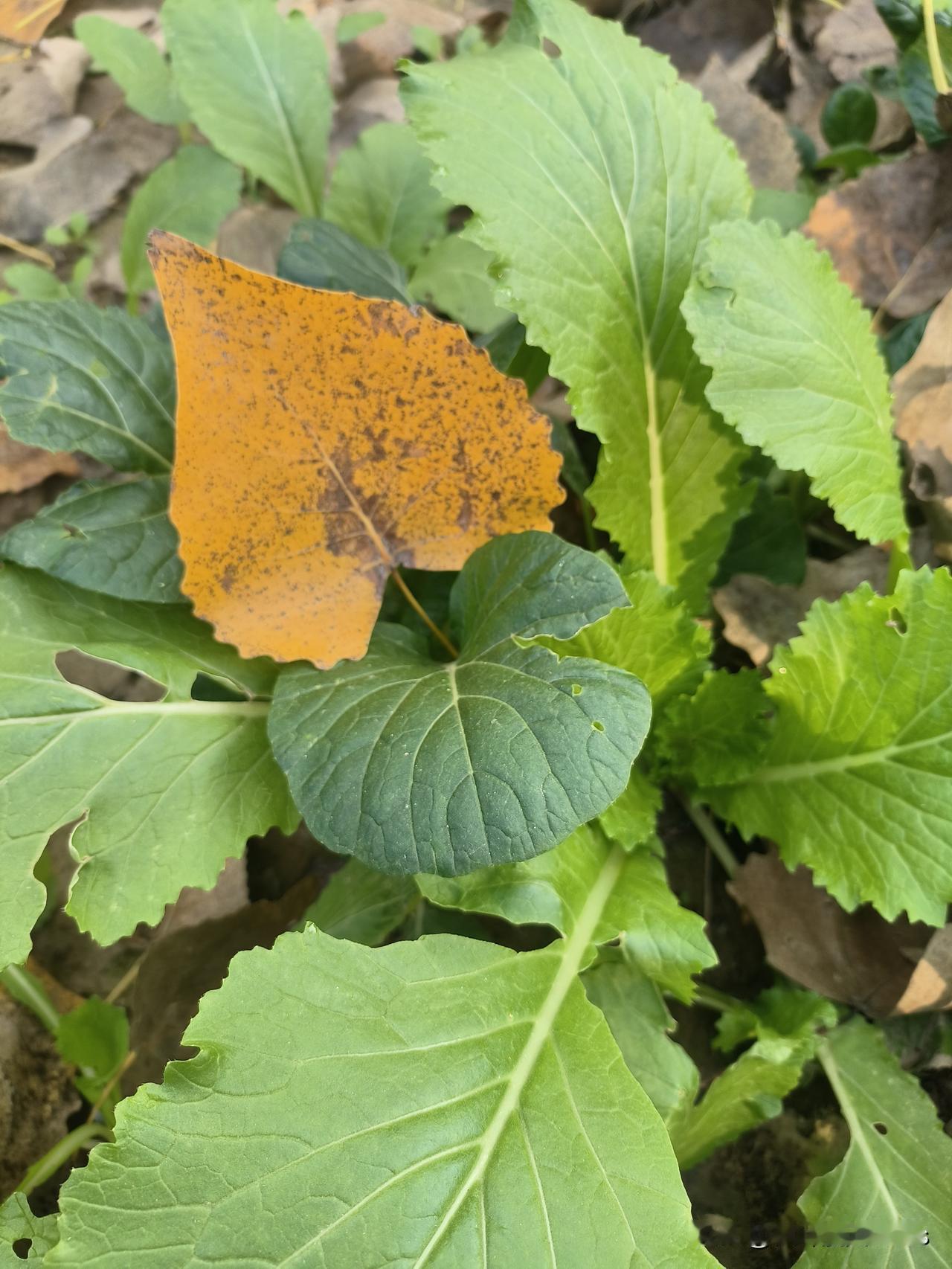 黄金暴跌真相：别听专家扯犊子，是年轻人不想陪你们玩金融游戏了！黄金跌了？跌得