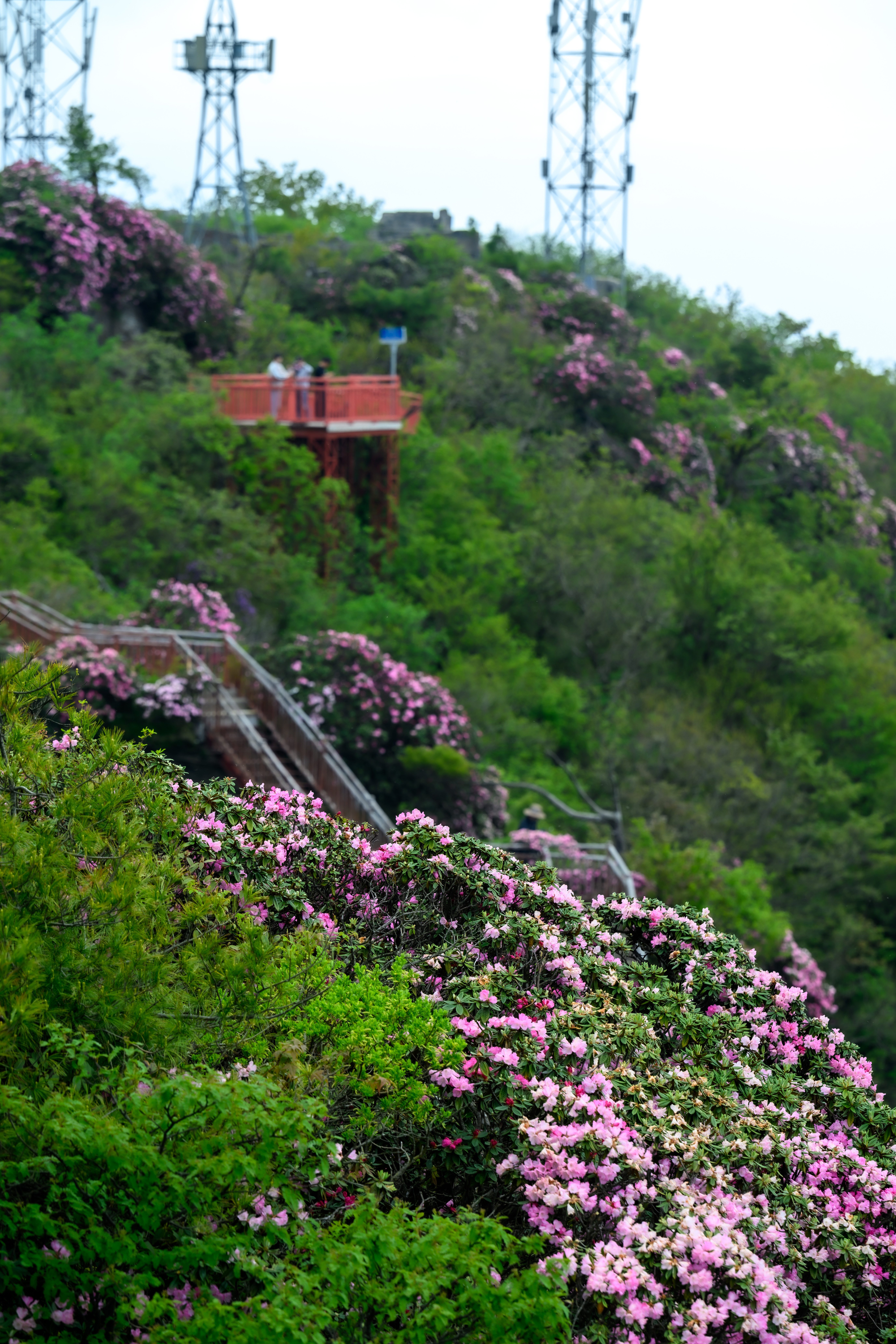 【四川光雾山千年杜鹃花进入盛花期】赏花正当时！近日，四川光雾山千年杜鹃花正式进入
