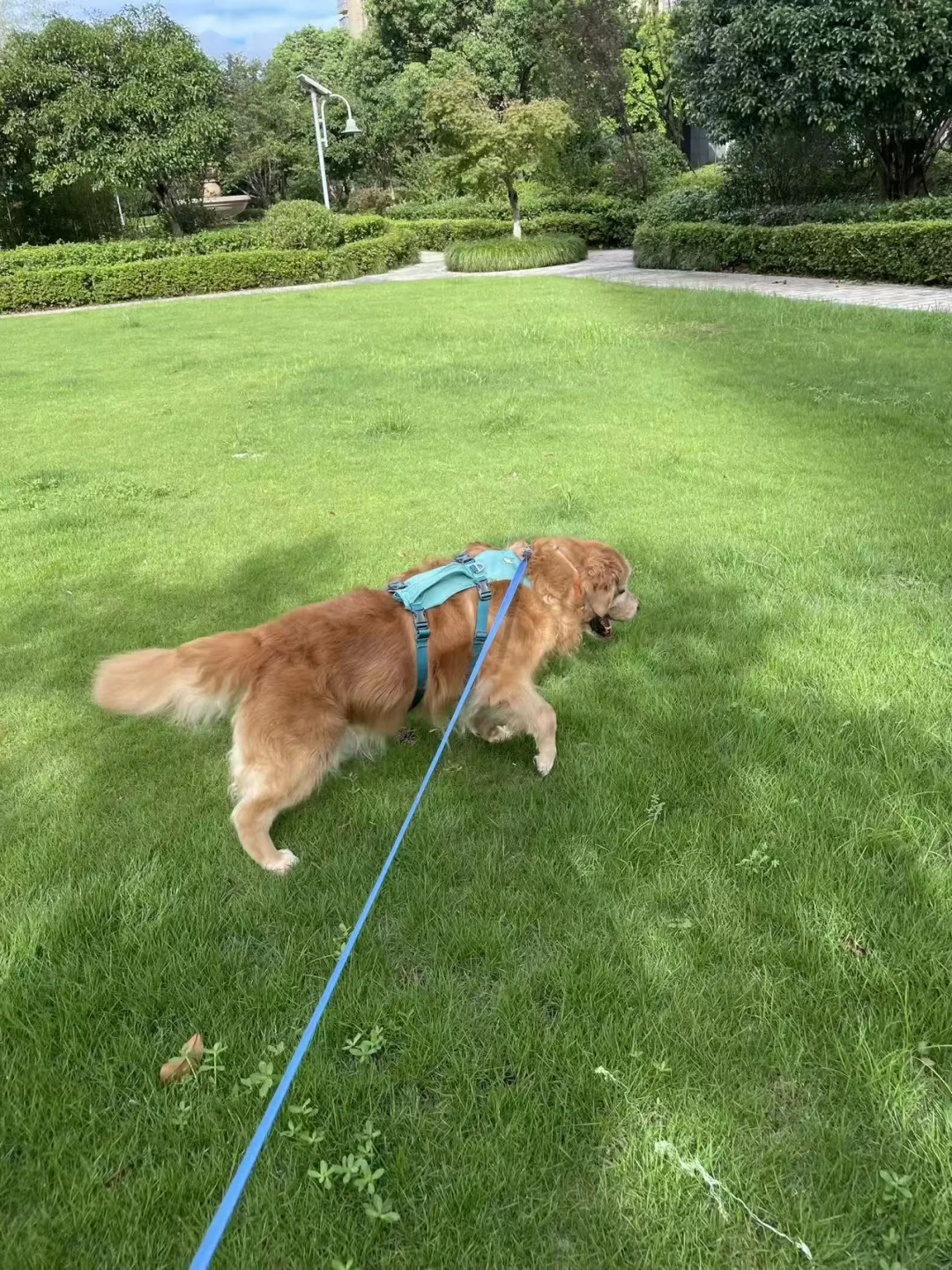 感受一下小狗的快乐时刻🤩