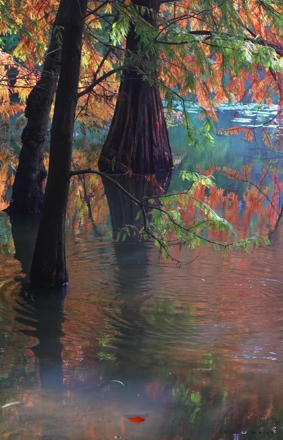 俗世三千景，还是秋色清。秋日生活打卡季分享你随手拍的风景