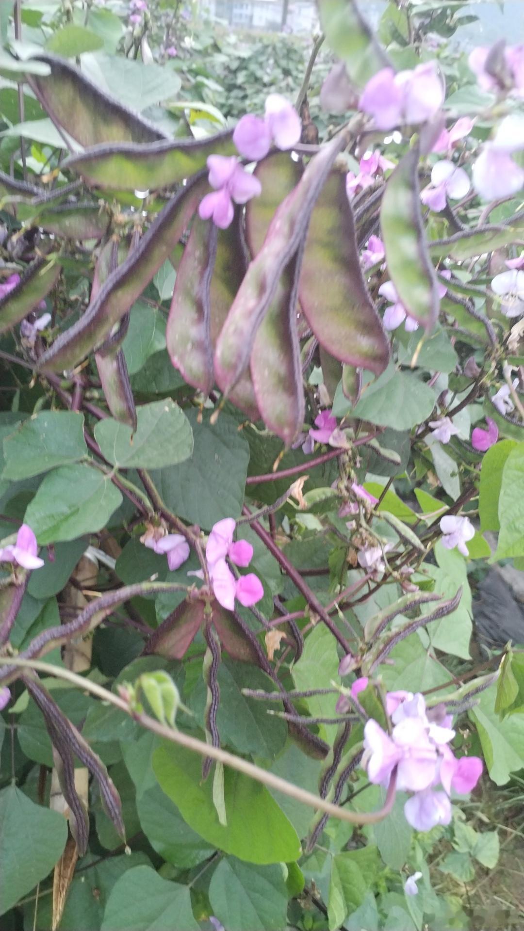 鹅米豆，你们那叫什么？