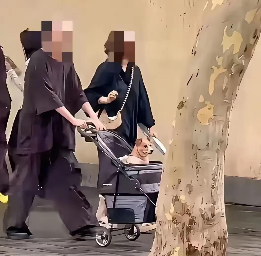 不养娃、养小狗，他们老的时候会享到狗的福吗？男的推着婴儿车，女的拿着扇子不时摇