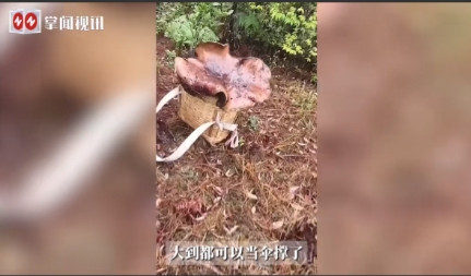 活久见！”5月26日，云南保山，一小伙冒雨上山捡蘑菇，没想到竟然发现了一株8斤多