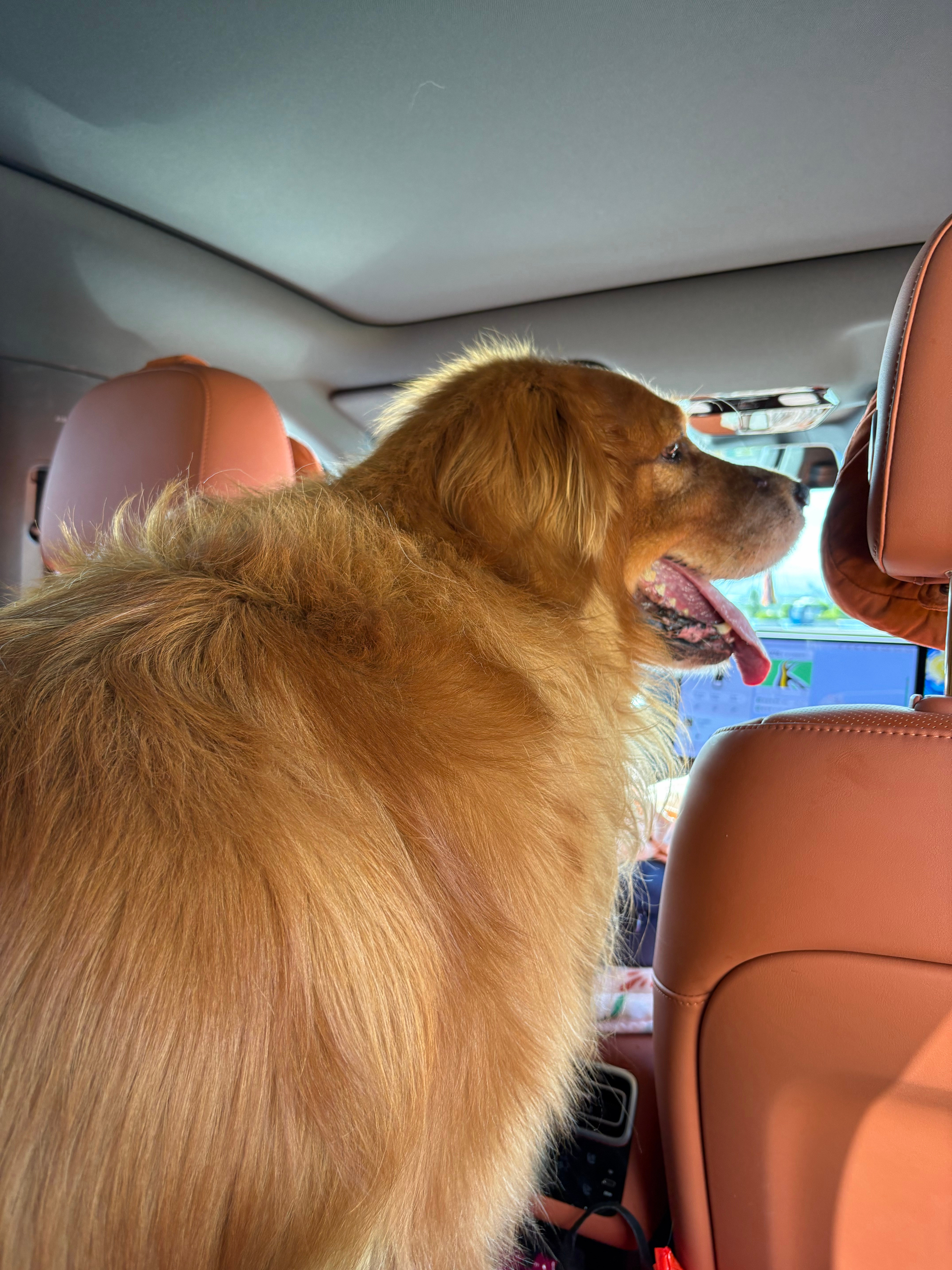 堵到大哥怀疑狗生，大家都返程了吗？