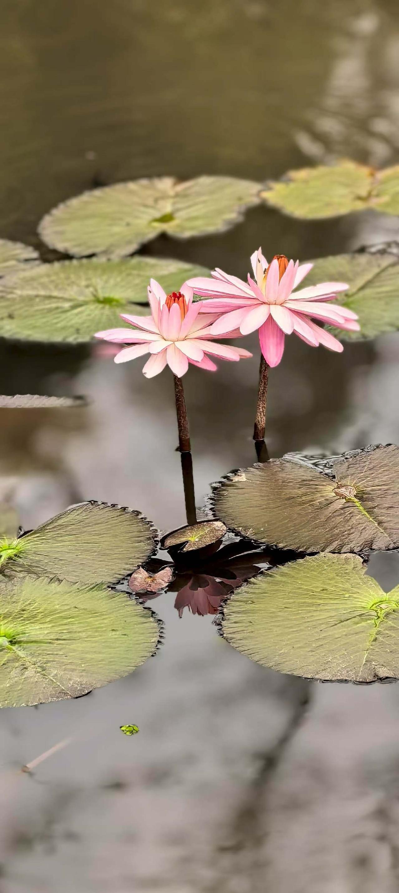 银雀山下柳带长，春暖日斜近夕阳。​与友闲聊不觉饿，好诗几句慰饥肠。