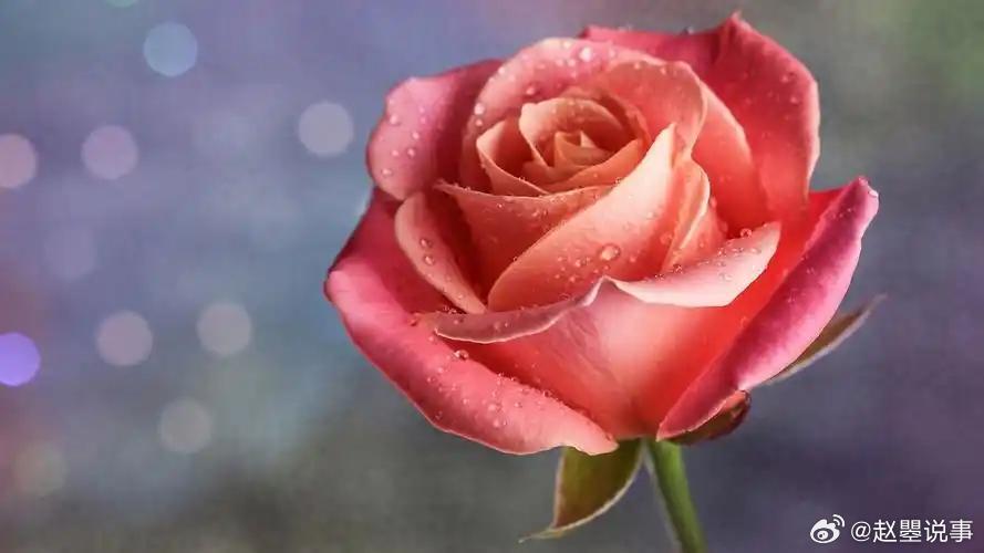 《梦华录》中说，“原来真正喜欢一个人，不会去过多想自己能得到什么。而是会想着还能