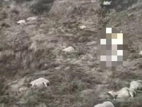 近日，山西晋中一男子发视频称，家中120只羊被人投毒害死，剩下的80只羊也掉胎了