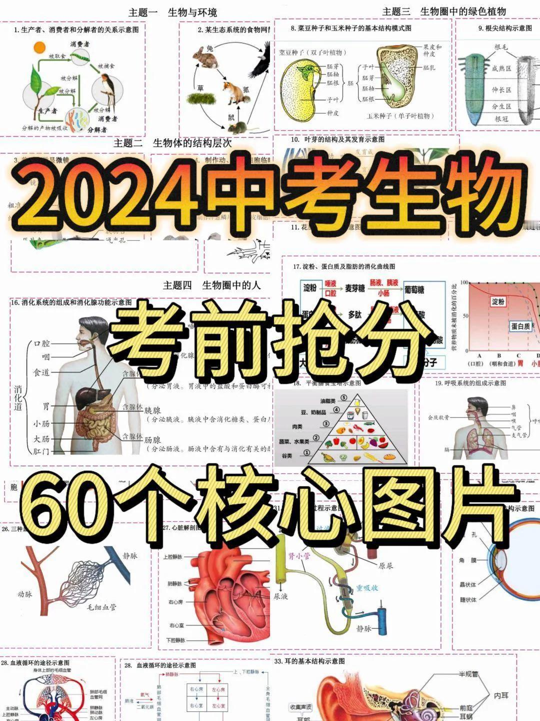 2024中考生物，考前抢分❗60个核心图