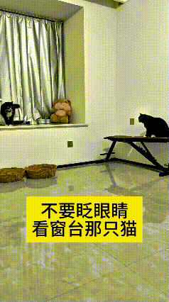 小黑猫瞧见前头的猫咪，立马飞快从窗台猛冲下来，急匆匆往前追赶。跑到凳子跟前没法直