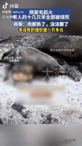 山东德州，因为杨絮毛起火，一老人的几十只羊都被烧成了“烤全羊”，他向收养的商贩求