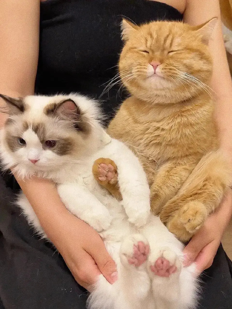 不争不抢一边一只！