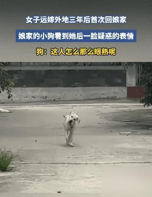 万万没想到！一女子远嫁三年，头一次回娘家，不料，家里的狗狗看见她居然露出一副疑惑
