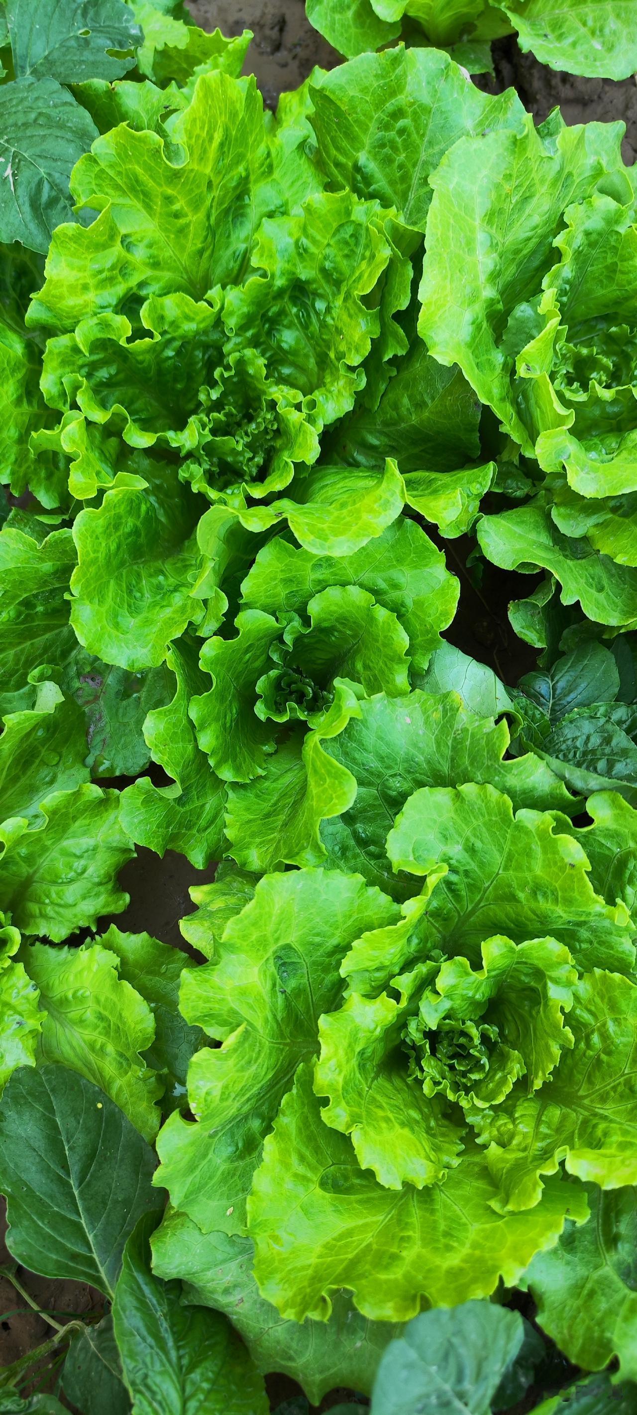 认识这两种蔬菜吗？意大利生菜与孔雀菜，这两种蔬菜耐热耐寒，四季均可种植。意大