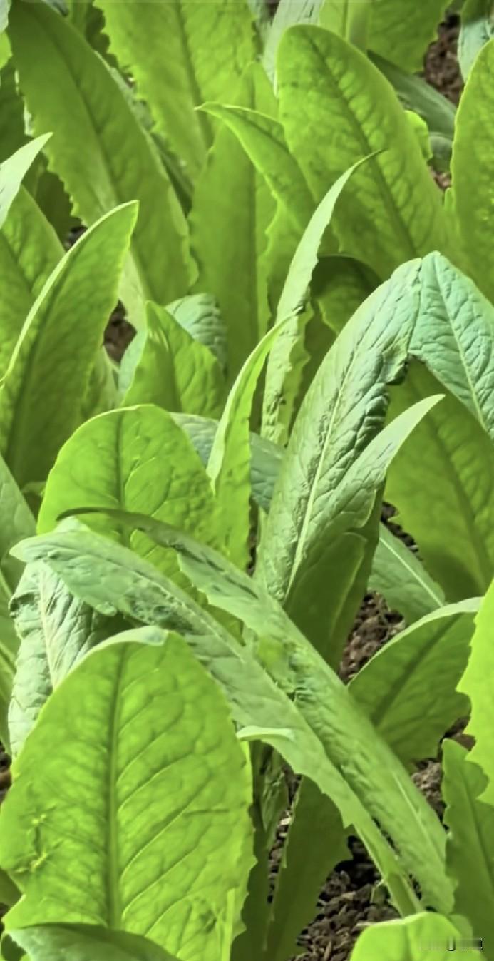 60岁大姐是保姆，照顾这家90岁老太太，老太太有一个儿子70岁了离异。三个人三