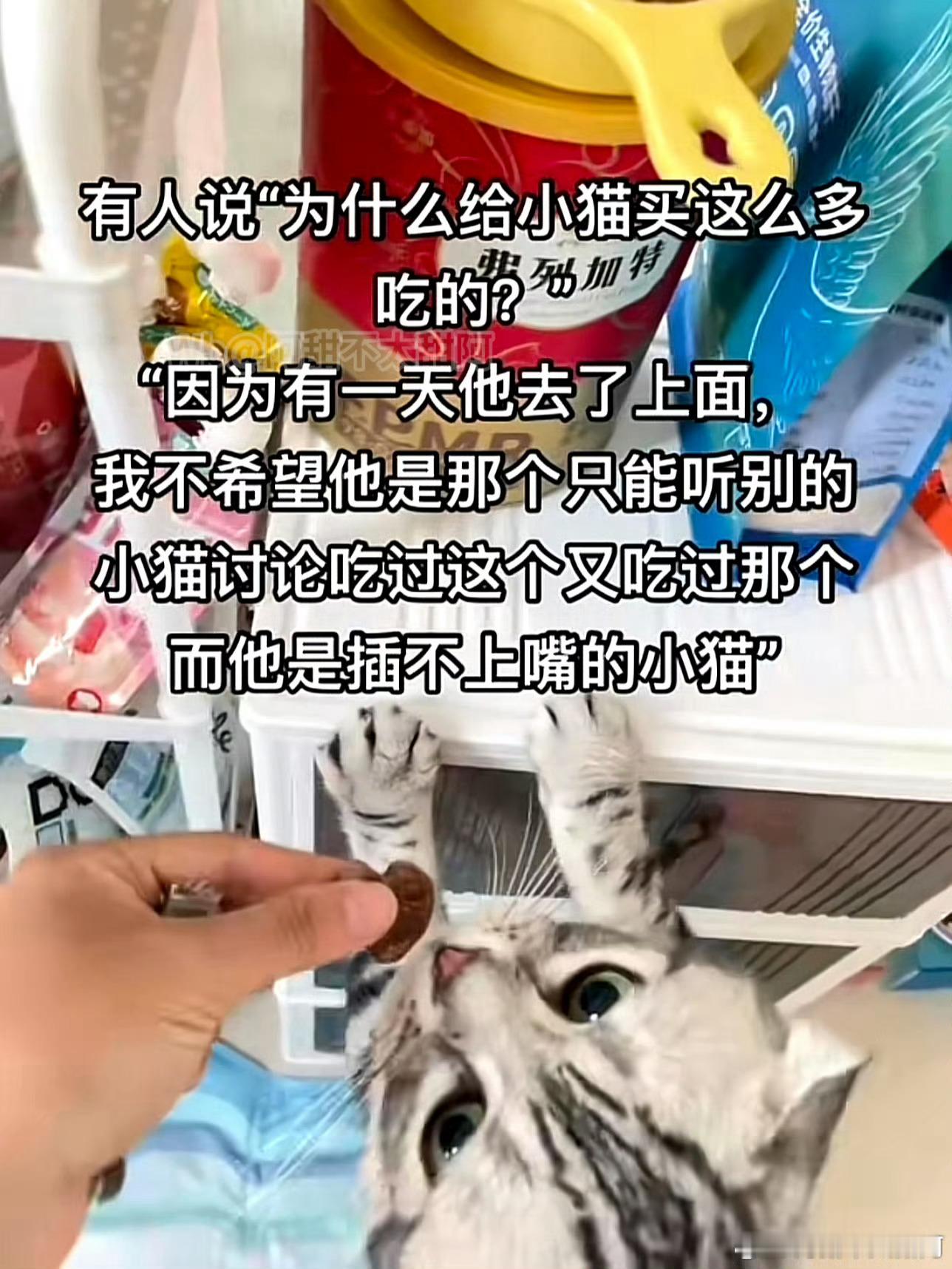养猫人被这短短几行字硬控了